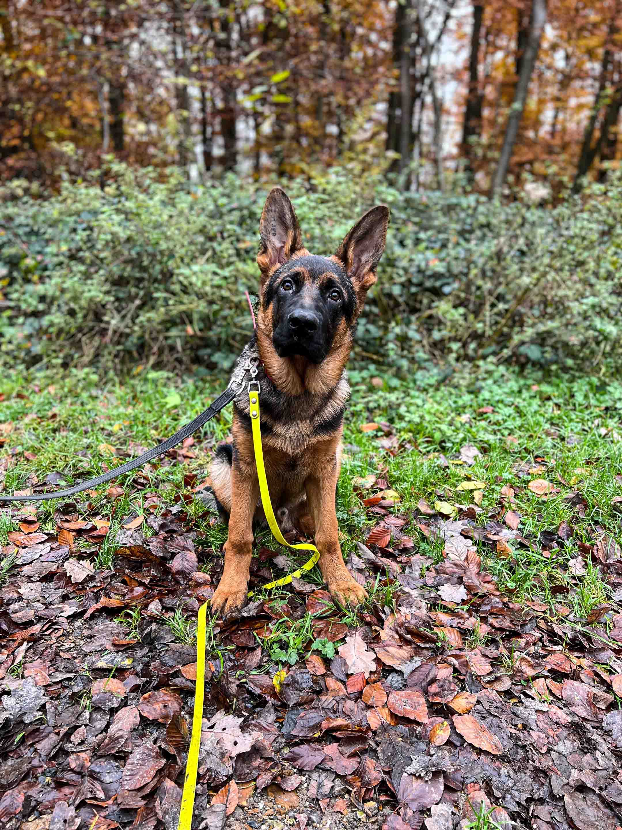 chien en forêt